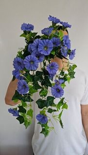 Ампельные