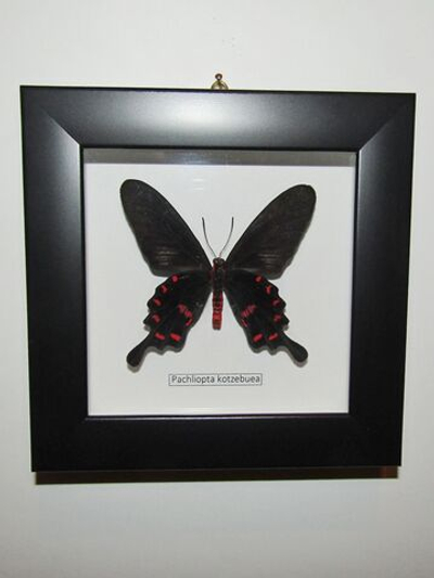 Бабочка Pachliopta kotzebuea в рамке