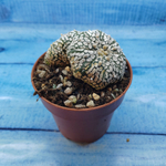 Astrophytum Asterias "Super Kabuto" (Астрофитум)