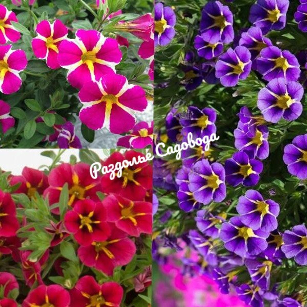 Калибрахоа