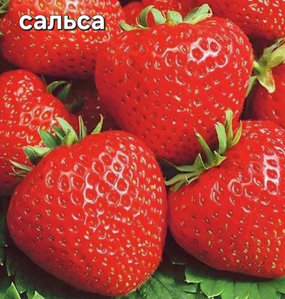 САЖЕНЦЫ КЛУБНИКИ САЛЬСА