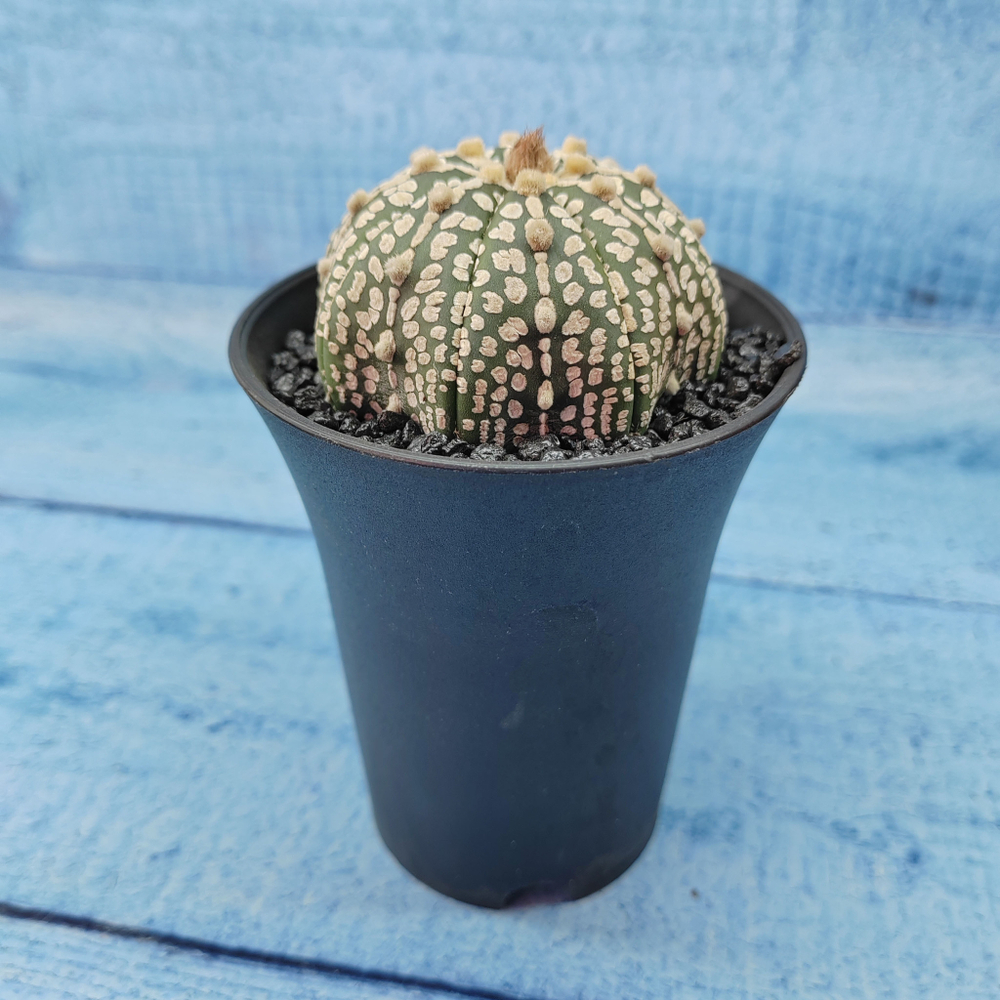 Astrophytum Asterias (Астрофитум)