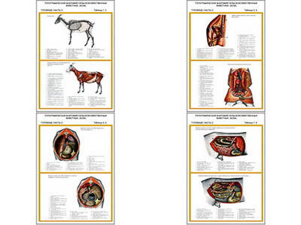Плакаты ПРОФТЕХ &quot;Топограф. анатомия. Коза. Туловище&quot; (4 пл, винил, 70х100)