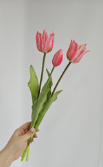 Тюльпаны лилиецветные / Арт 2525