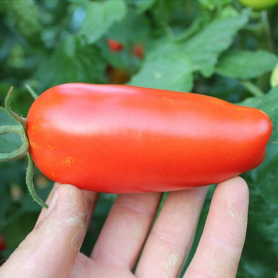 Поззано F1 семена томата индетерминантного (Enza Zaden / Энза Заден) культура – фото 2