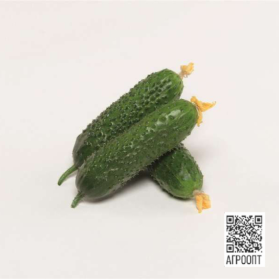 Амур F1 семена огурца партенокарпического (Bejo /ALEXAGRO) культура – фото 3