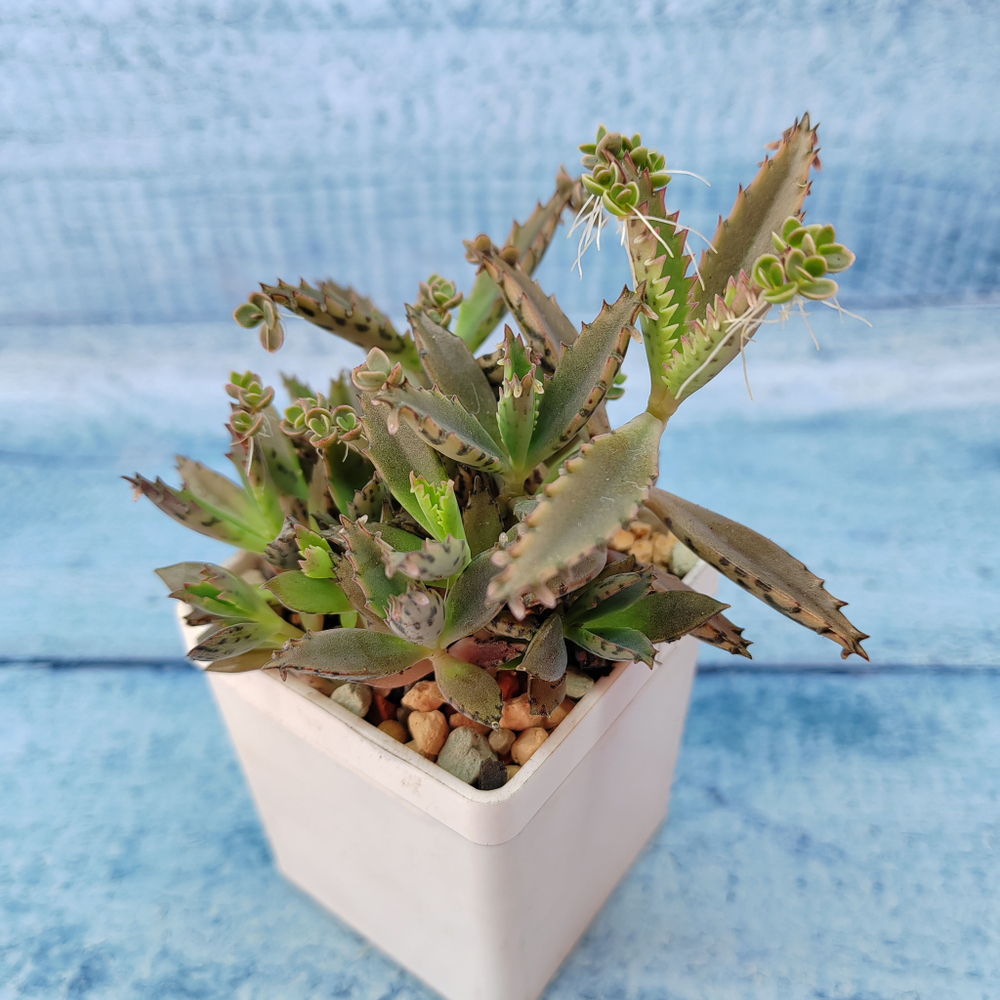 Kalanchoe Serrata (Каланхоэ)