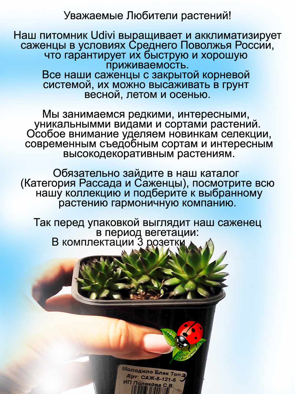 Молодило Блек Топ каменная роза черно зеленое