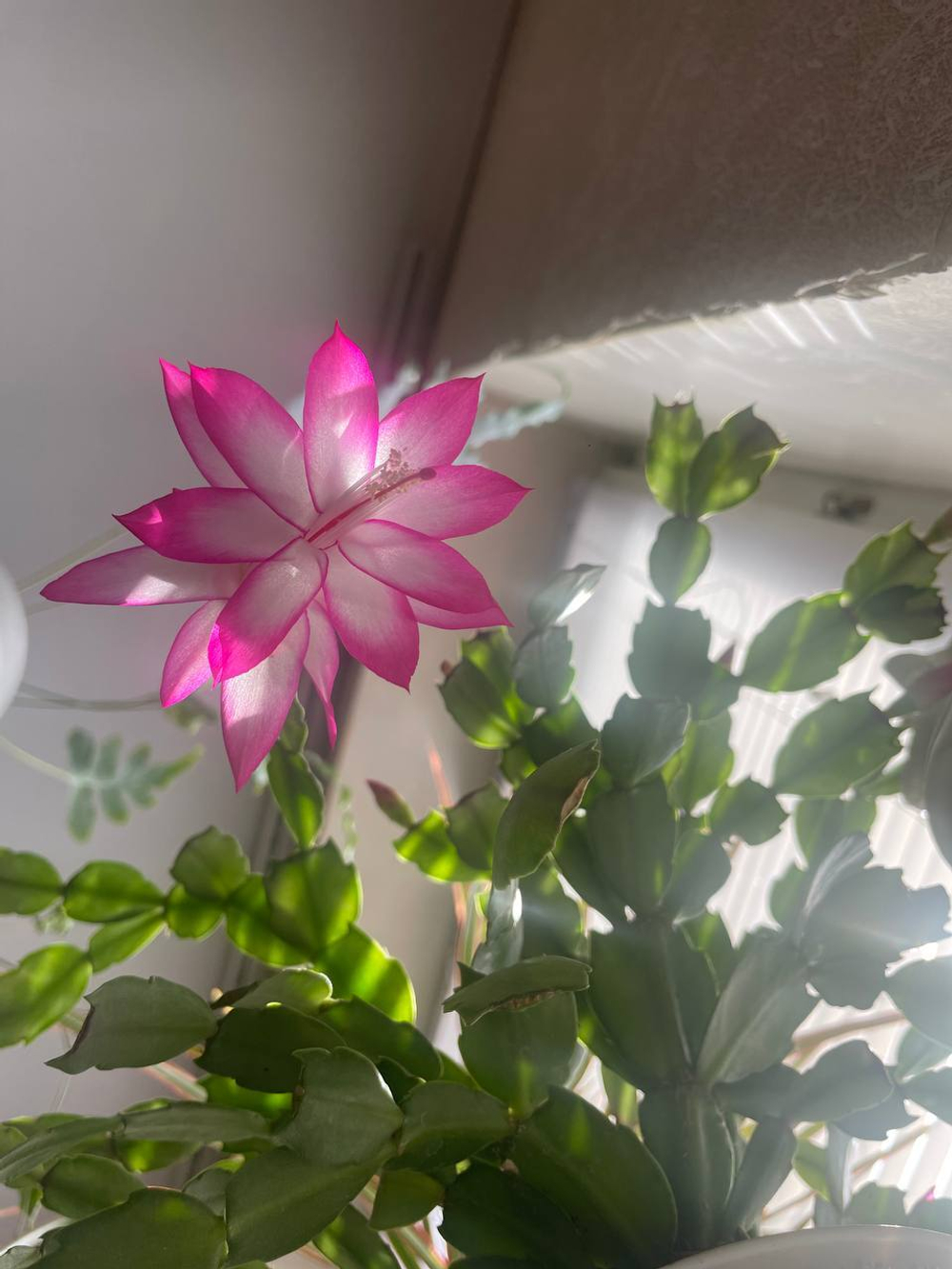 Декабрист для удачи в доме, сегмент (растения для проращивания)