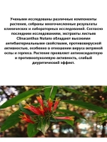 Тайские капли от герпеса, прыщей, акне, зуда, укусов, сыпи