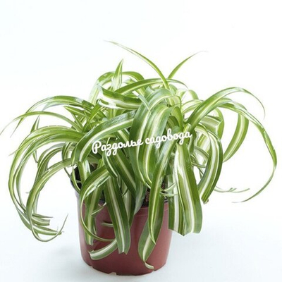 Хлорофитум хохлатый Карти Локс