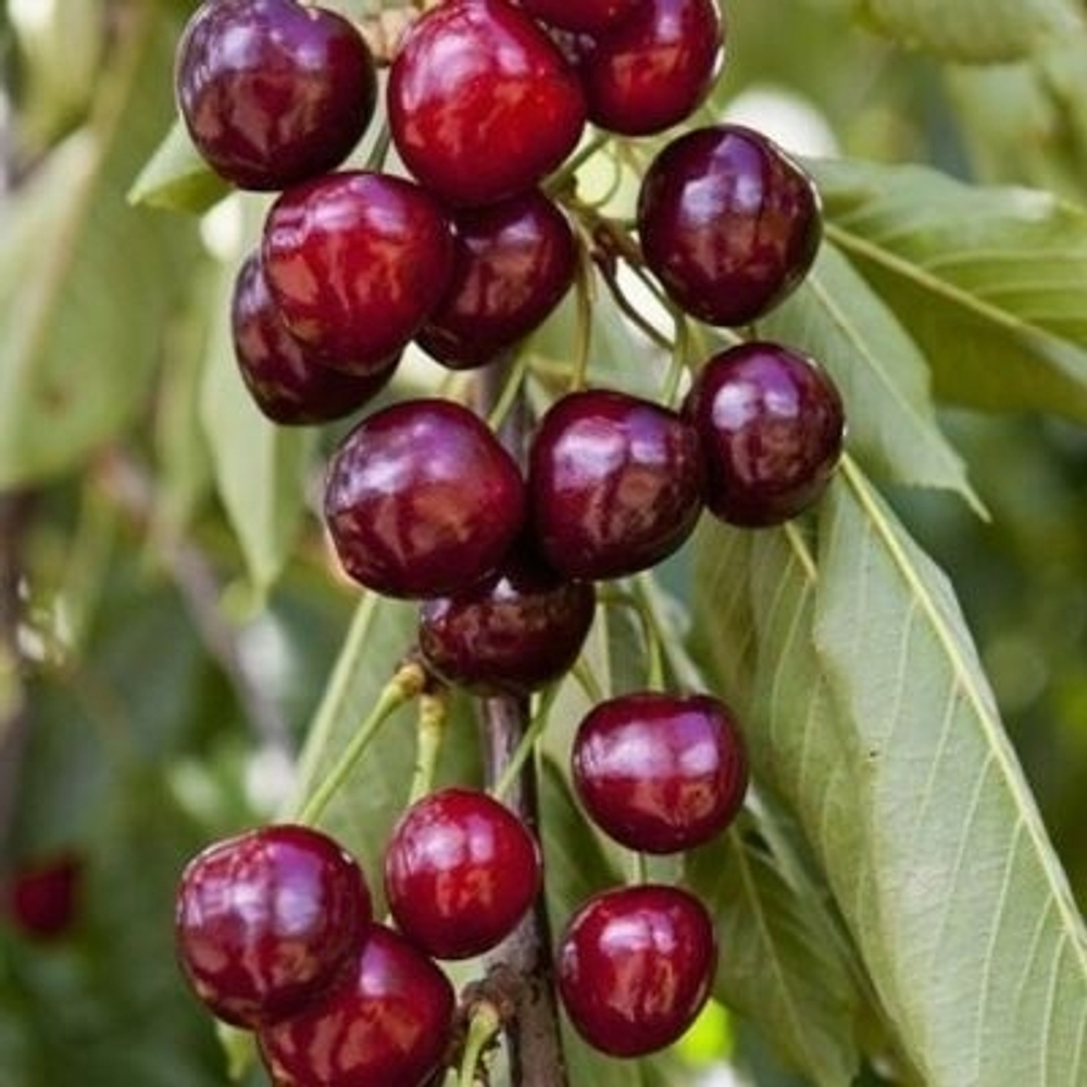 Квин Мери (Колоновидная)