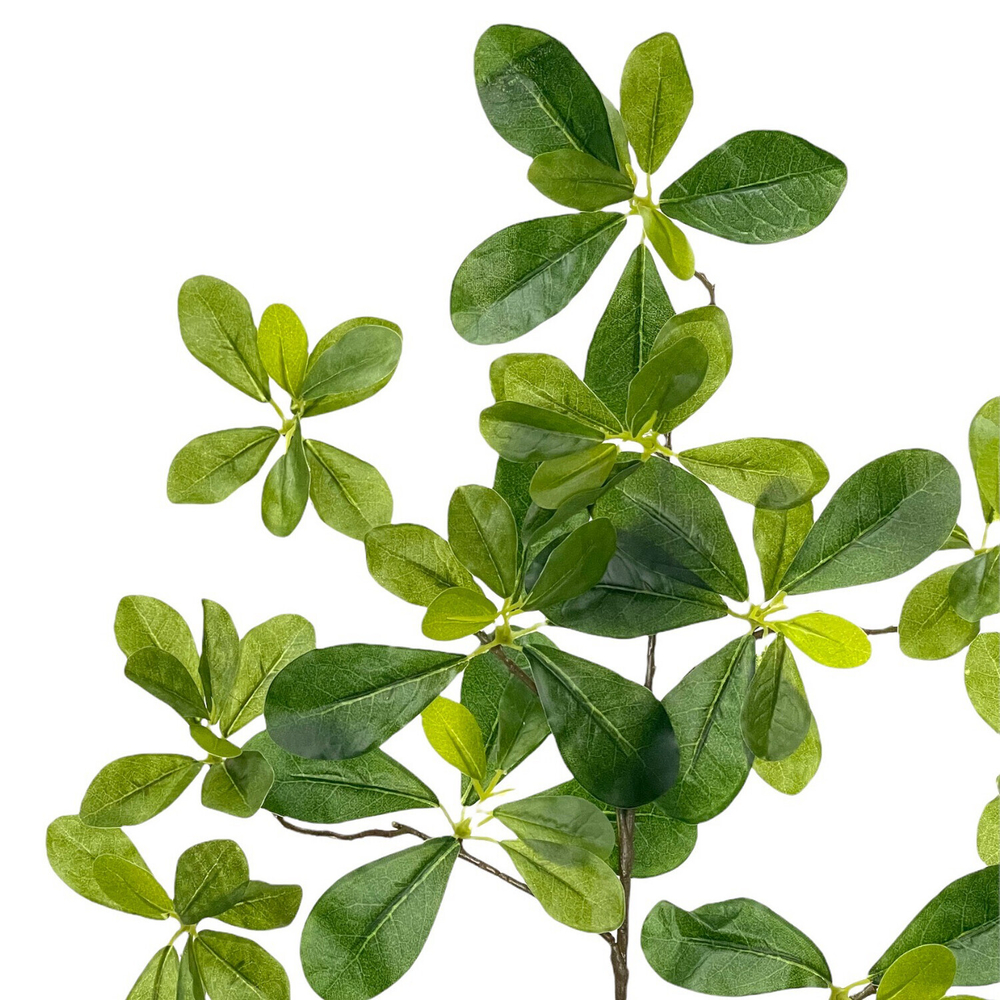 Шеффлера ветка 65 см