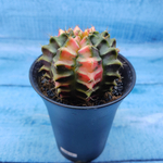 Gymnocalycium Variegata (Гимнокалициум Вариегатный)