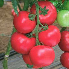 Пинк Импрэшн F1 семена томата индетерминантного (Sakata / Саката)