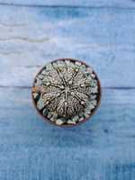 Astrophytum Asterias "Super Kabuto" (Астрофитум)