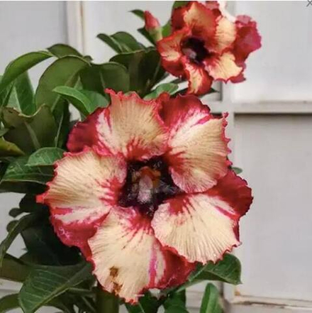 Адениум обесум 286 X25