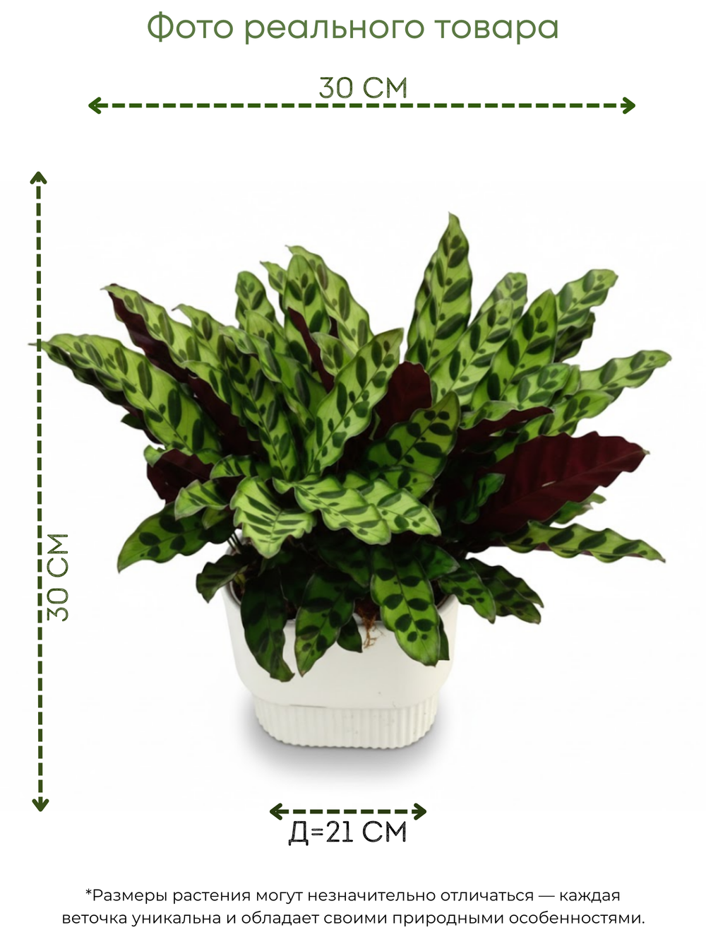 Калатея Leopard Pattern д.21