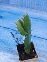 Schlumbergera cv. Twilight Tangerine (Шлюмбергера)