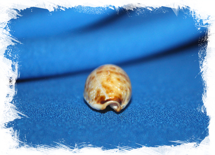 Ципрея ганграноса реентсии (Cypraea gangranosa reentsii)