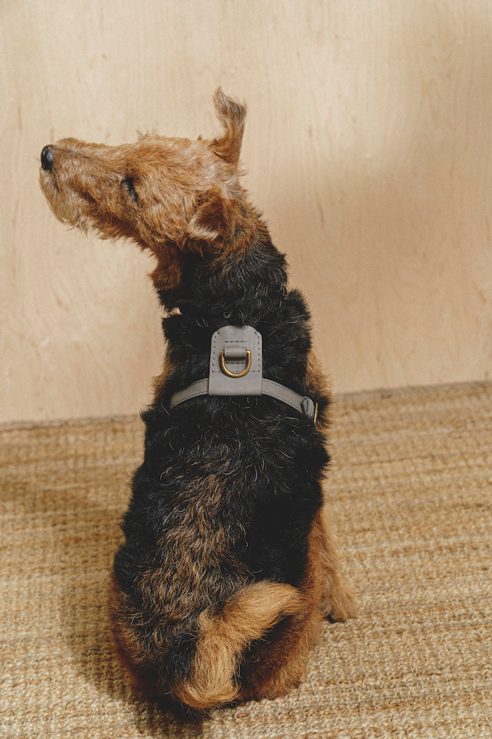 Шлейка "Пони-Макарони" Графит