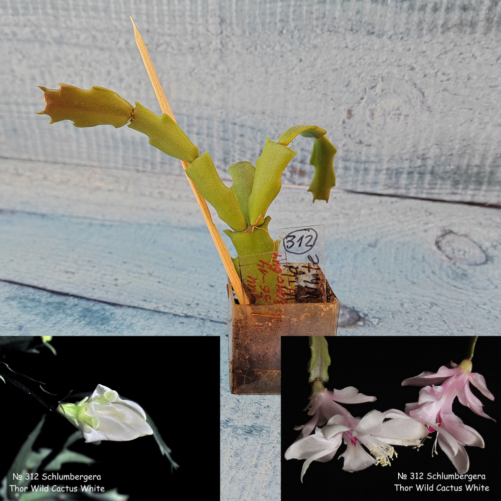 Schlumbergera Thor Wild Cactus White (Декабрист)