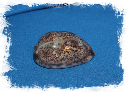 Ципрея Арабика, 3-5см, 1шт