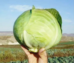 Капуста белокочанная Коронет F1 (Sakata | Alexagro) 10 шт.