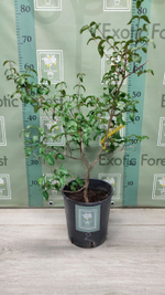 Eugenia Uniflora