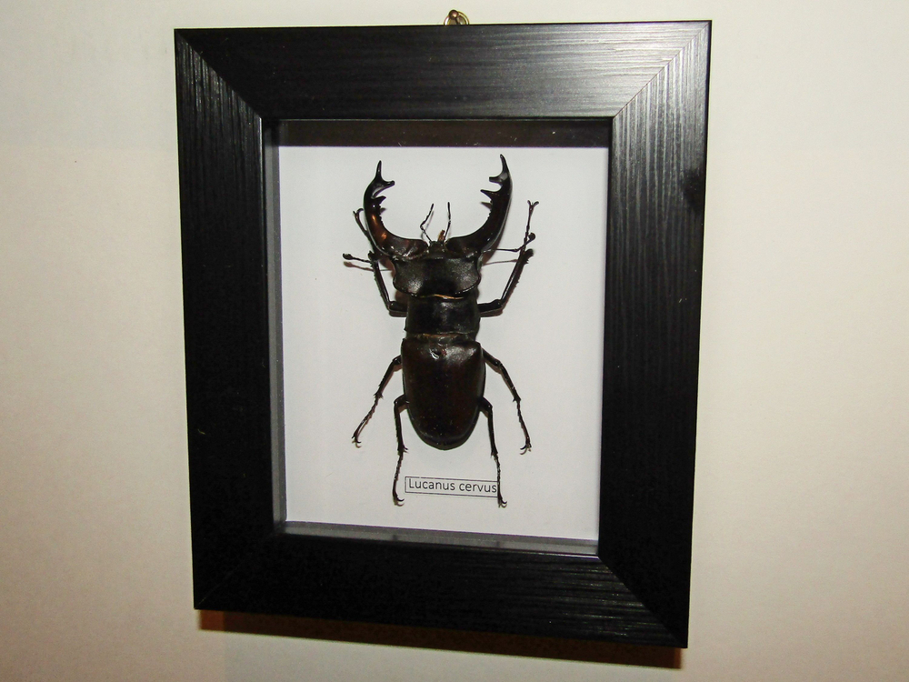 Жук Олень в рамке