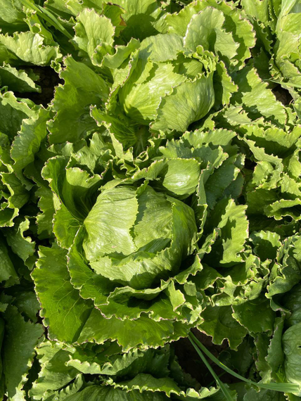 Сантаринас семена салата айсберг Rijk Zwaan-Райк Цваан описание – фото 9