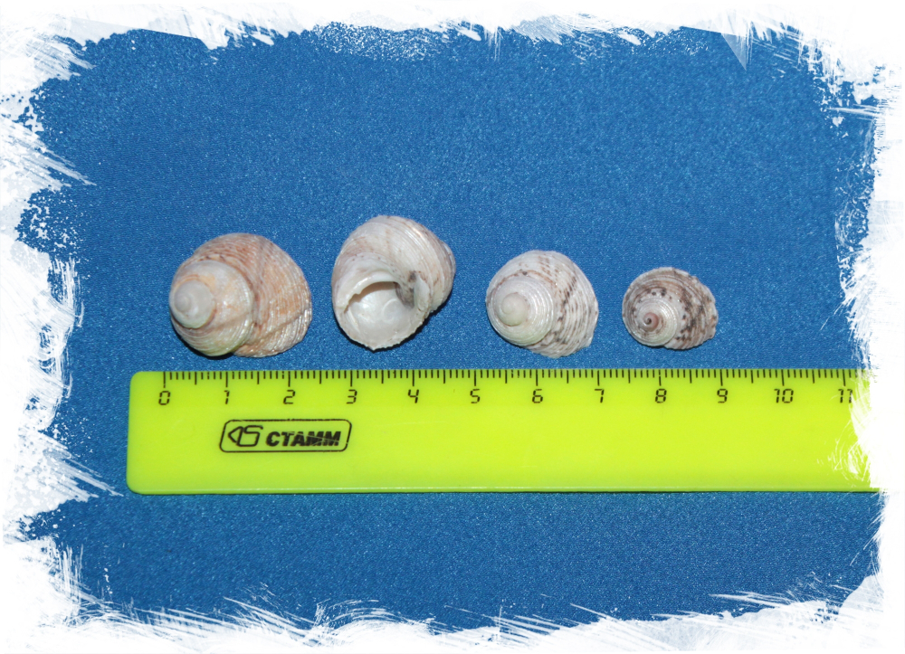 Эчилус Аспер Перламутровый