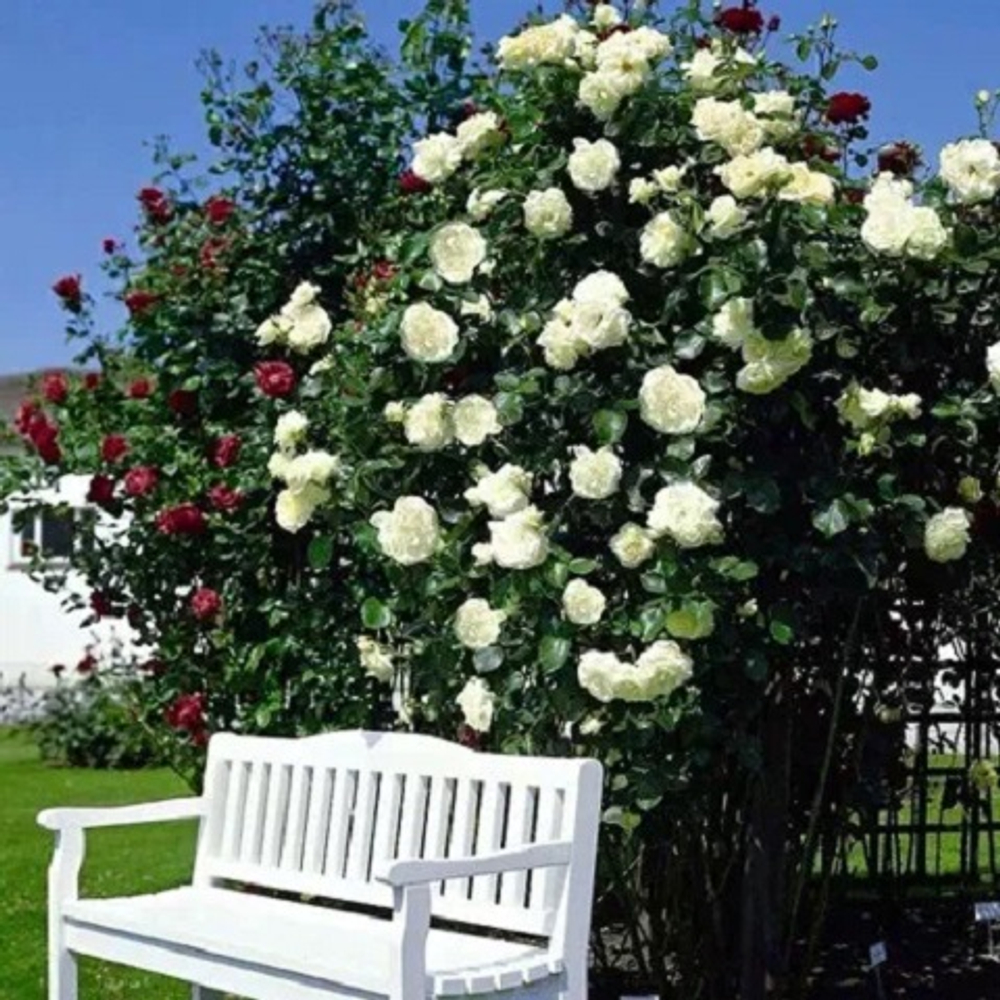 Роза плетистая Schneewalzer