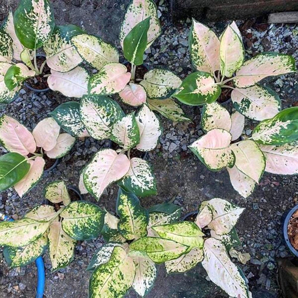Аглаонема WHITE CHANG (WHITE COCHIN) (N63)
