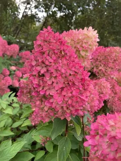 Гортензия метельчатая Петит Флори