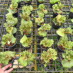 Платицериум P.RIDLEYI DWARF SILVER