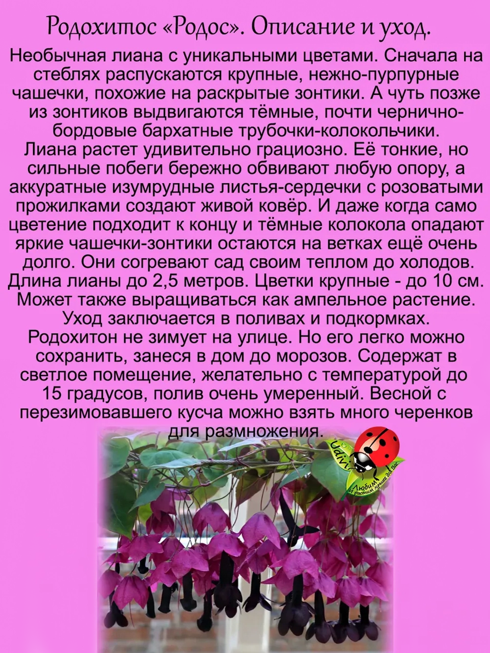 Рододендрон Нова Зембла морозостойкий