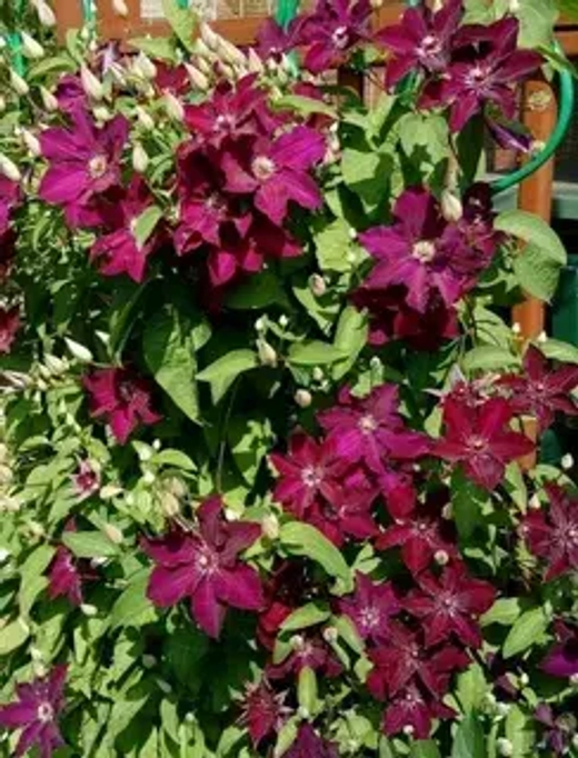 Клематис Гибридный Стасик трехлетка наличие