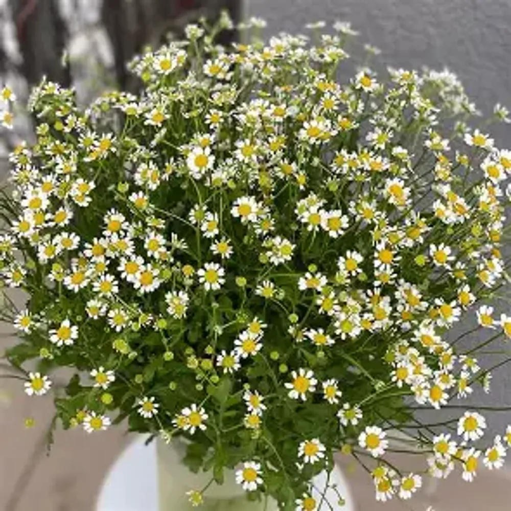 ромашка танацетум