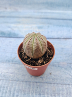 Euphoria Obesa (Эуфорбия)