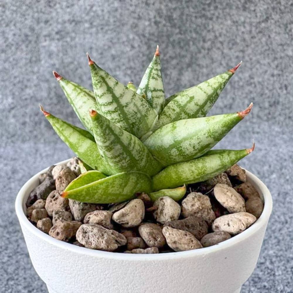 Сансевиерия MING MANEE