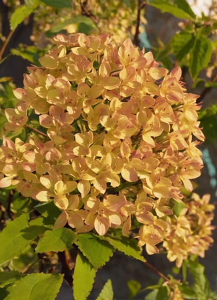 Жемчужина Фестиваля (Perle De Festival)