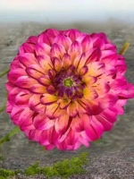 Георгин помпонный Войс