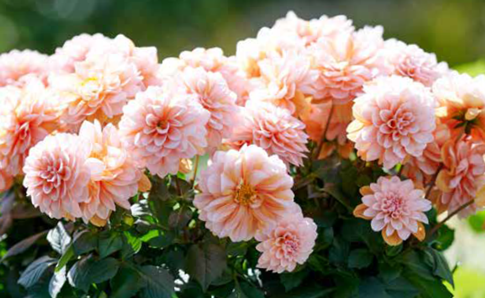 ЕВРО Георгина Grande Fun Caramel укорененный черенок ОКС февраль 26 Beekenkamp