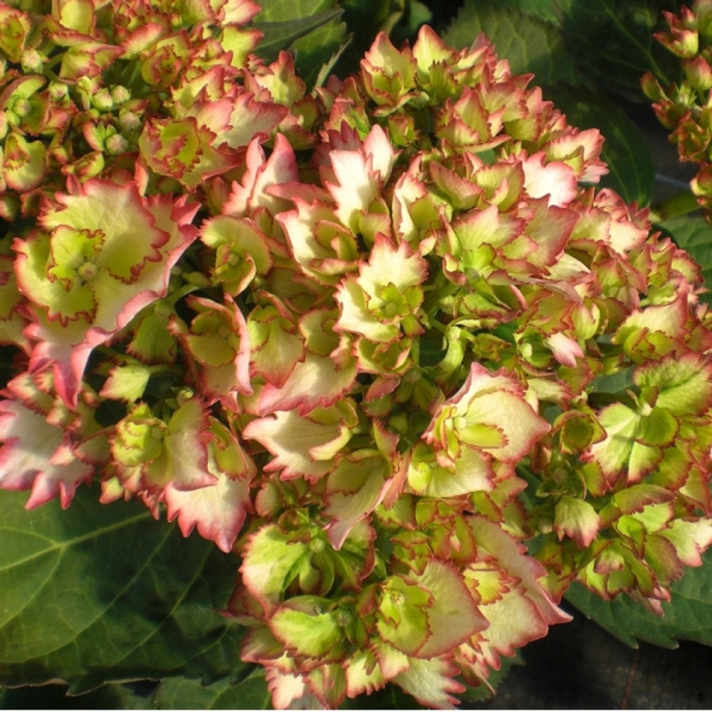 Rendes-vous/ Cocktail/ Коктейль