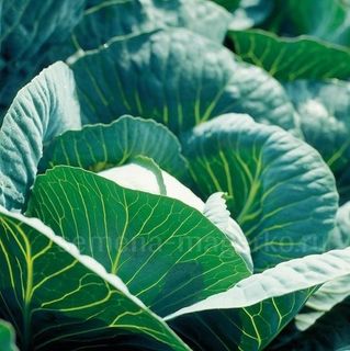 Капуста белокочанная Куизор F1 2500 (cемян)