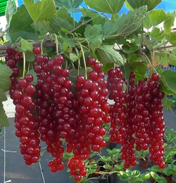 Смородина Голландская Красная сладкая