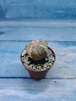 Astrophytum Asterias "Super Kabuto" (Астрофитум)