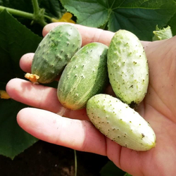 Огурец Изначальный Древнерусский