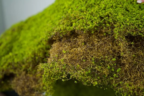 Коврик мха 1*1м QS-1